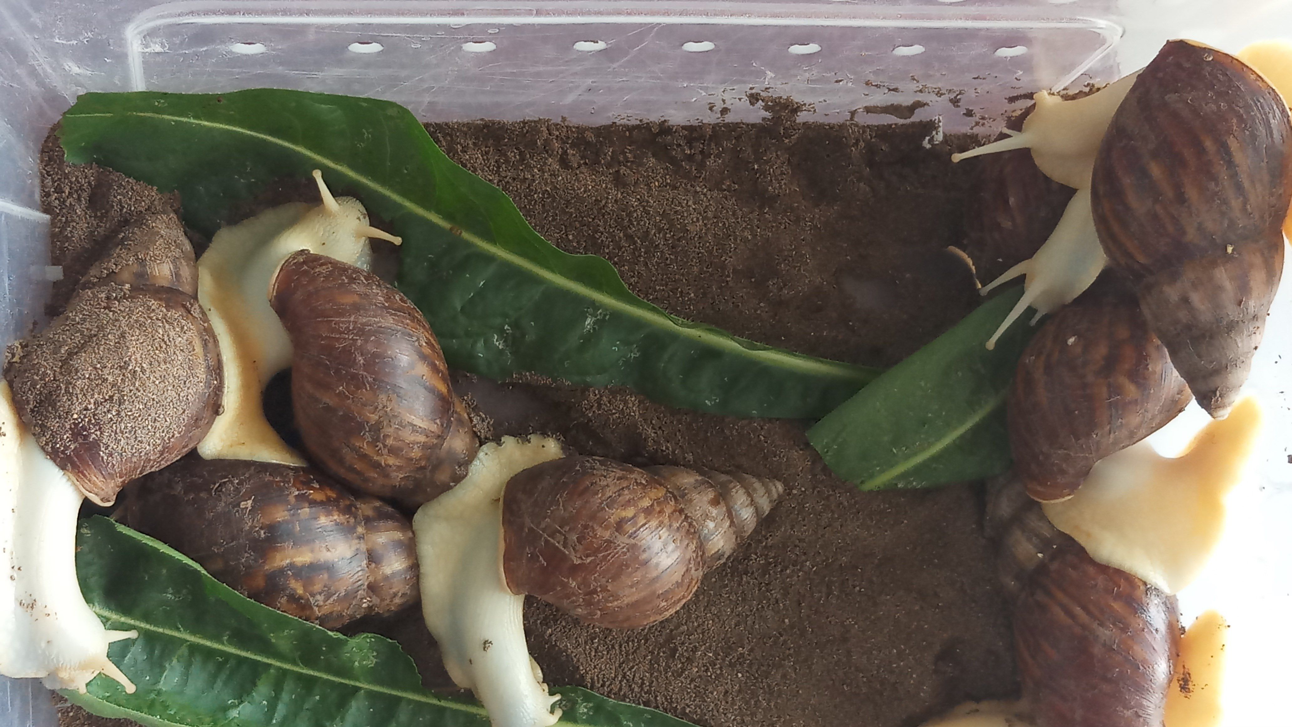 白玉蜗牛饲养盒