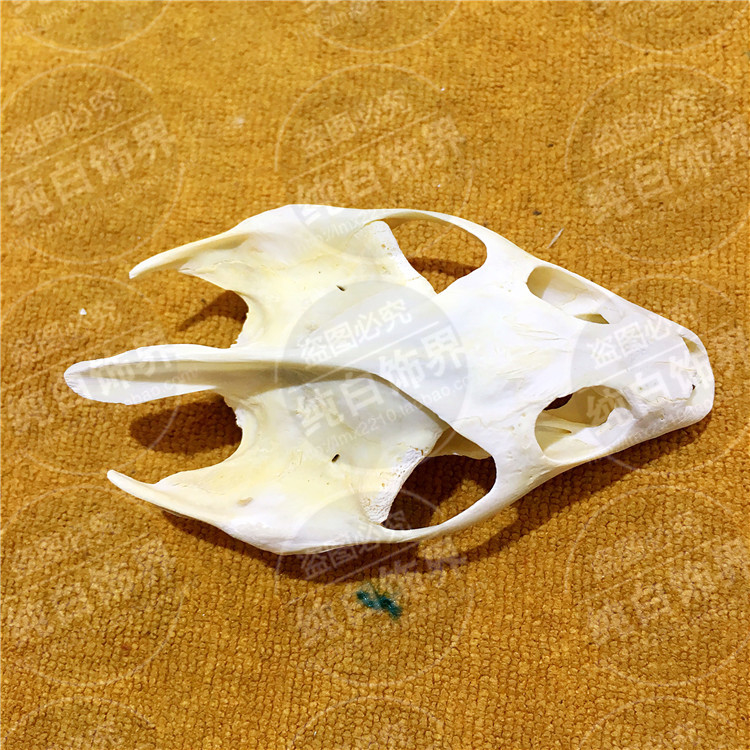 天然原色大号甲鱼头骨辟邪保平安 汽车挂饰挂件 车内吊饰