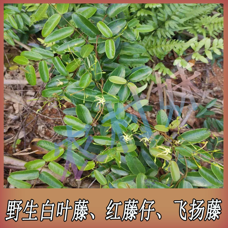 广西也生中草药材白叶藤生鲜现采红藤仔飞扬藤胱皮藤天然无硫500g