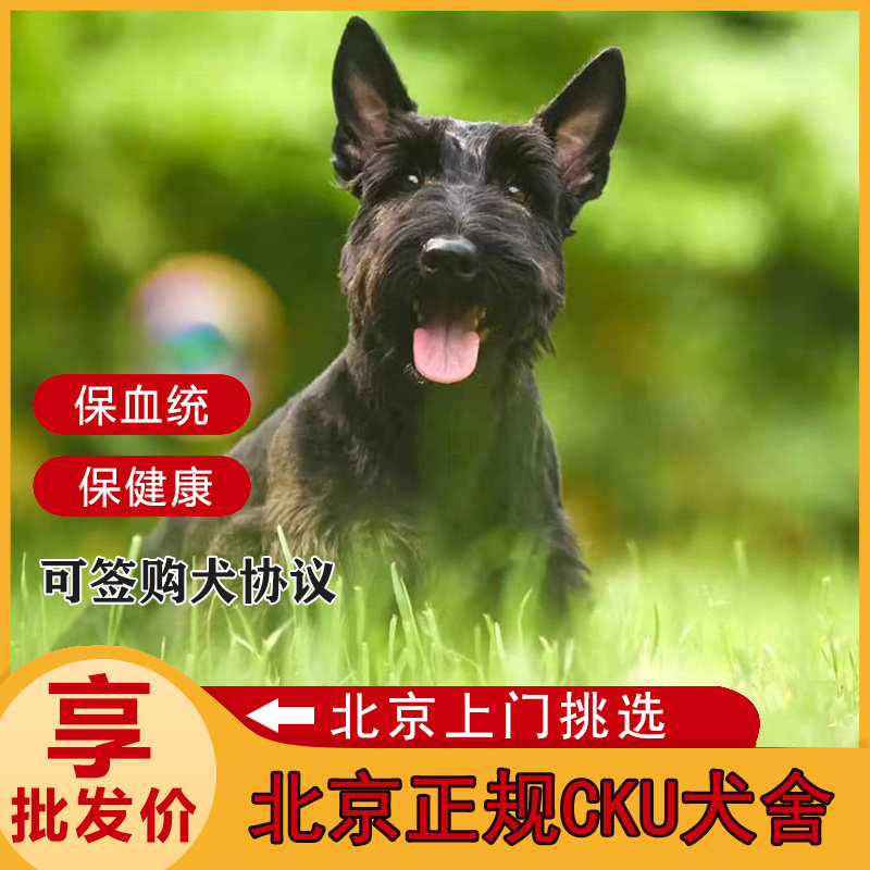 苏格兰梗犬幼犬纯种苏梗活体小狗宠物赛级带血统证书北京犬舍