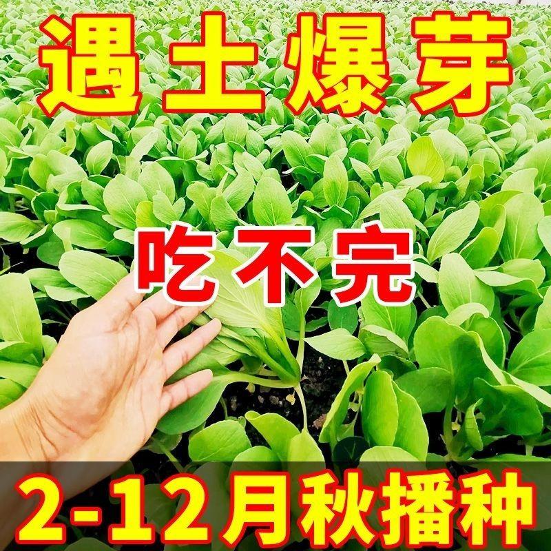 四季鸡毛菜种子农家盆栽上海青小青菜菜种籽耐寒蔬菜种子大全
