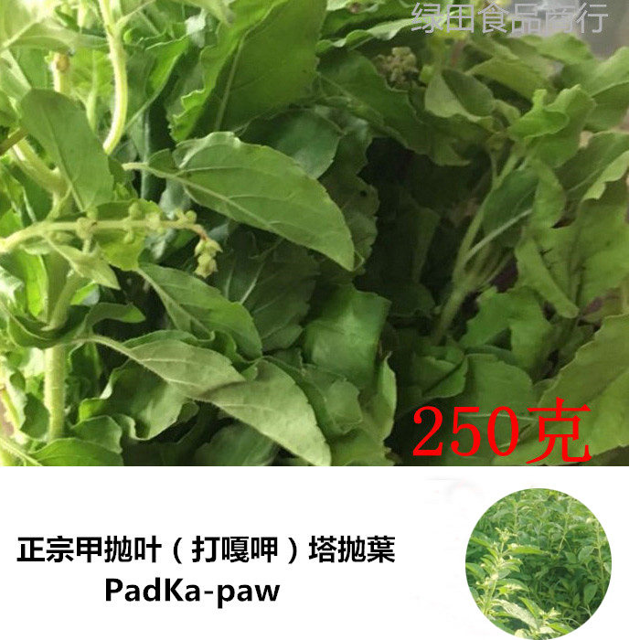 新鲜打抛叶padkrapao嘎甲塔抛叶泰国料理东南亚美食配菜kapaw