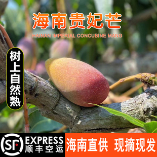【顺丰】树上熟礼盒海南贵妃芒果当季新鲜水果8斤自然熟芒果纯甜