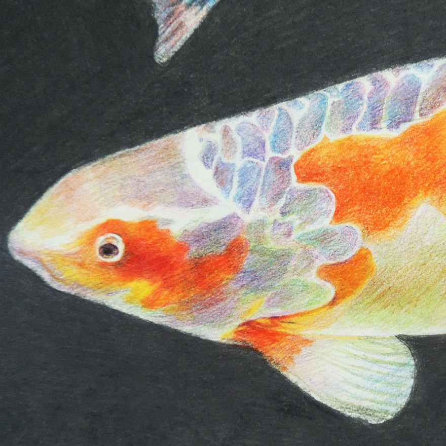 邸耀宗《年年有余》纸本彩色素描