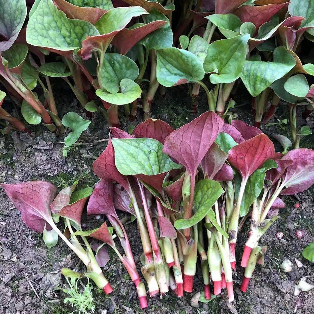 热销鱼腥草叶子