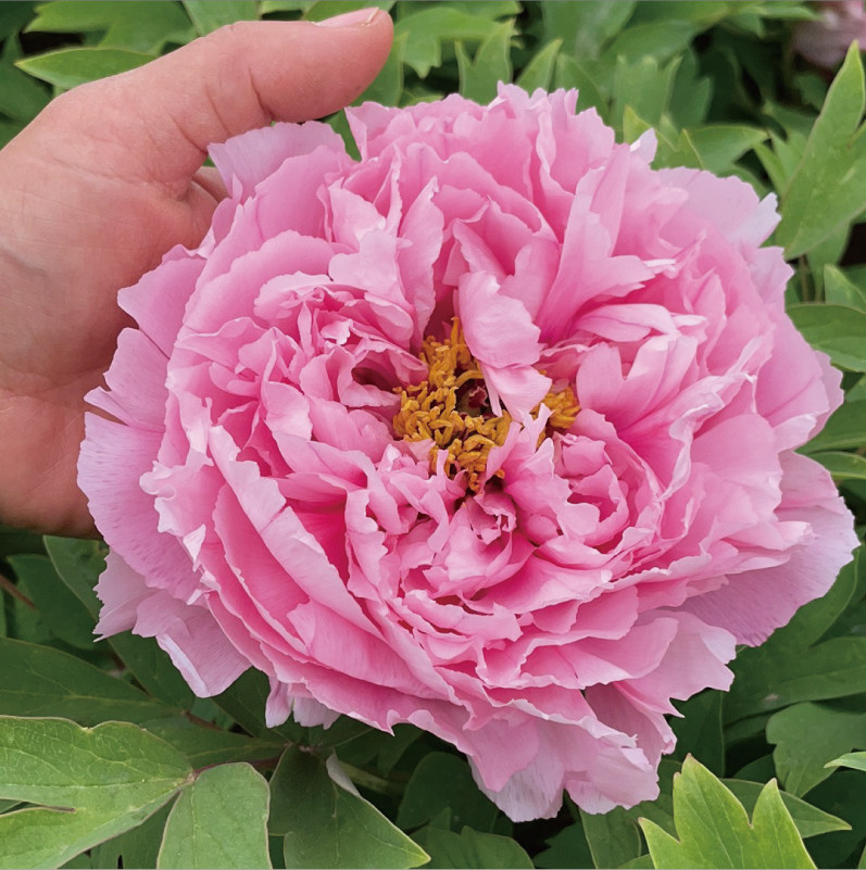 芙蓉_花苗【肉芙蓉】品种洛阳牡丹正宗重瓣大花趣味盆地栽庭院楼顶