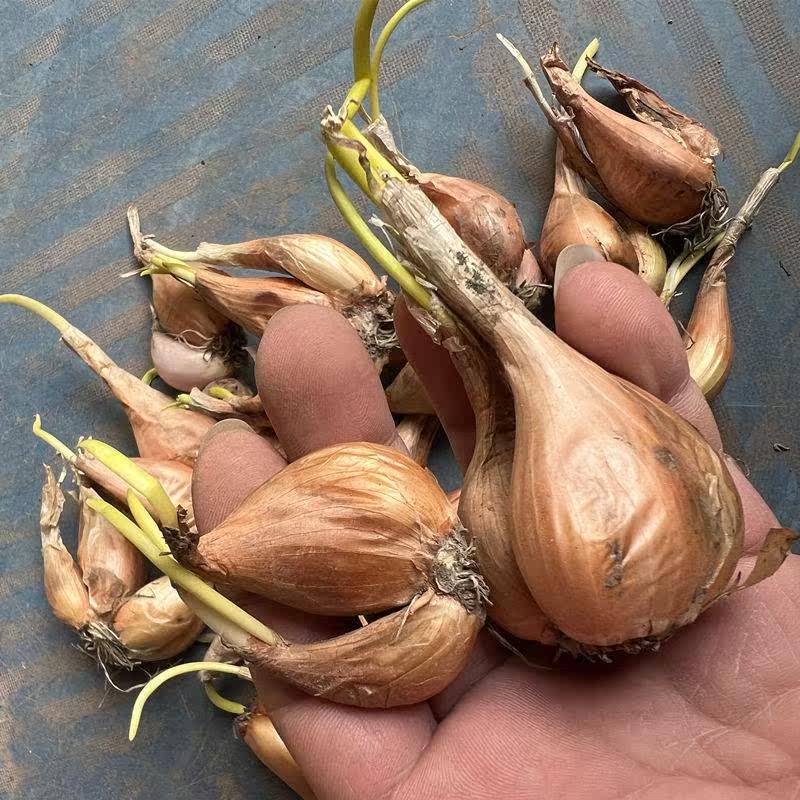 四川农家新鲜红葱头带芽盆栽干火葱黄葱小香葱头熬油葱酥包邮