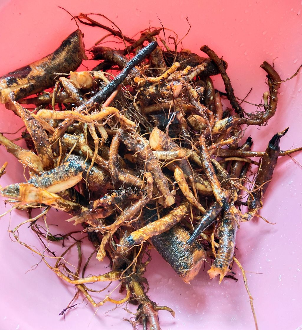 苎麻 安胎叶子做糯米团杆子去皮串佛珠牢固 苎麻根苗店主自己也吃