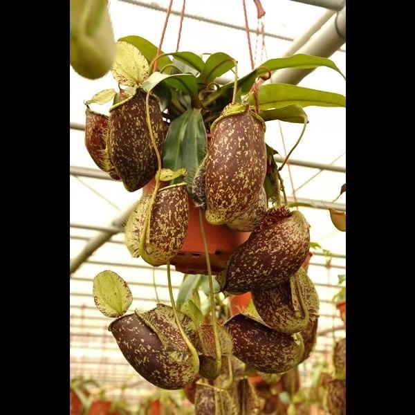 老虎草_三色线唇虎克猪笼草,包邮食虫植物驱蚊防虫绿植优惠券