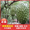 热带新鲜进口水果野生刺果番荔枝红毛榴莲释迦果食疗水果3斤包邮|ru 热带新鲜进口水果野生刺果番荔枝红毛榴莲释迦果食疗水果3斤包邮|ru