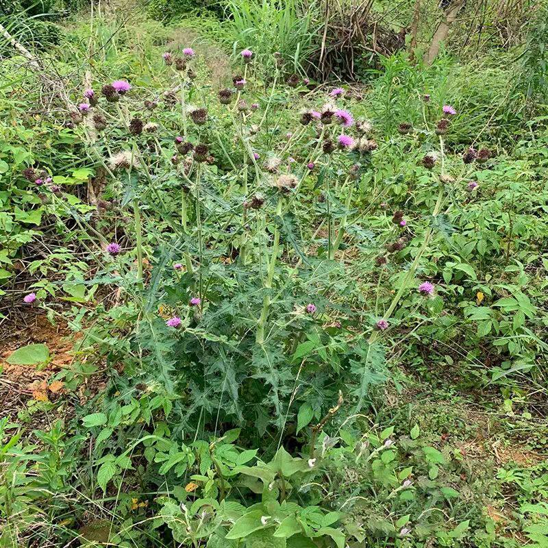 新鲜马刺根大蓟根马刺草恶鸡婆现挖现发牛口刺刺萝卜虎蓟鸡脚刺