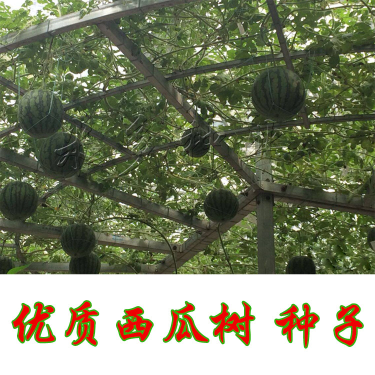 一折西瓜树种子
