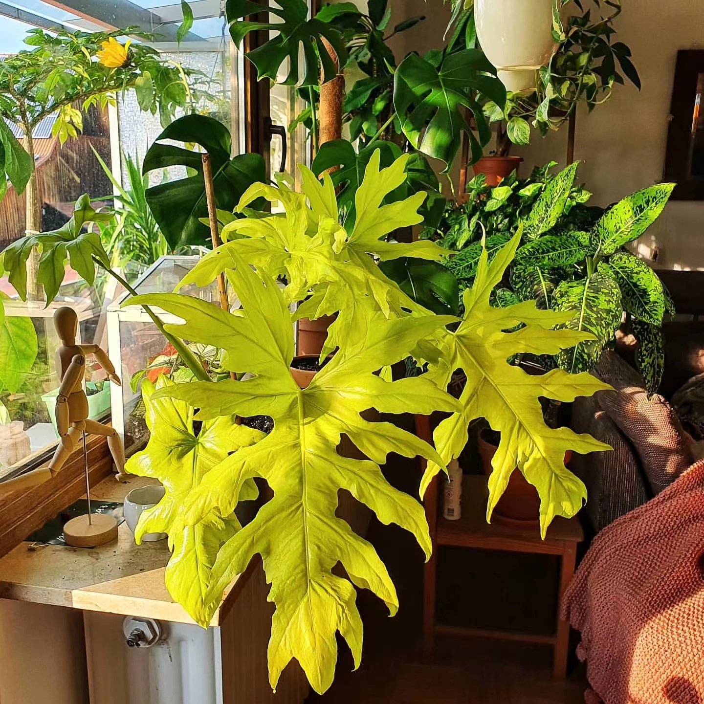 黄金春雨 网红ins撕裂春羽 瓦萨维奇热带植物 室内书房趣味植物