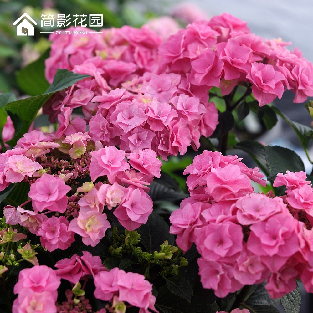 简影花园 雷王 老枝开花多年生大花绣球八仙花阳台庭院盆栽绿植