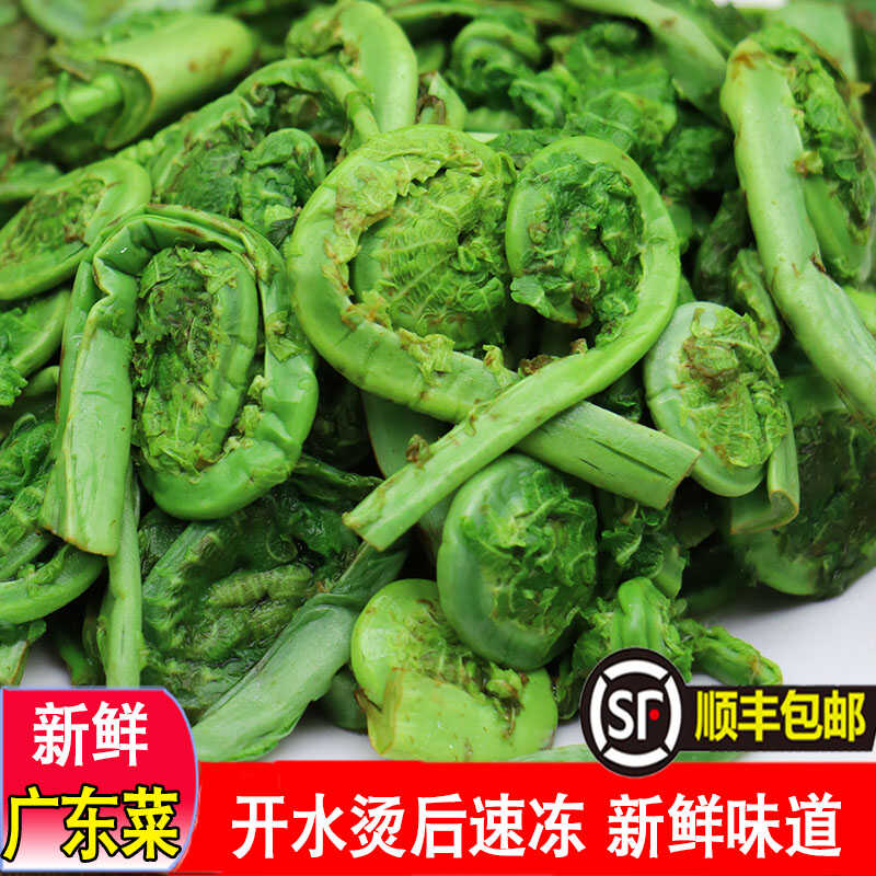 东北黄瓜香野菜广东菜新鲜速冻广东菜荚果蕨野生蕨菜无防腐剂包邮