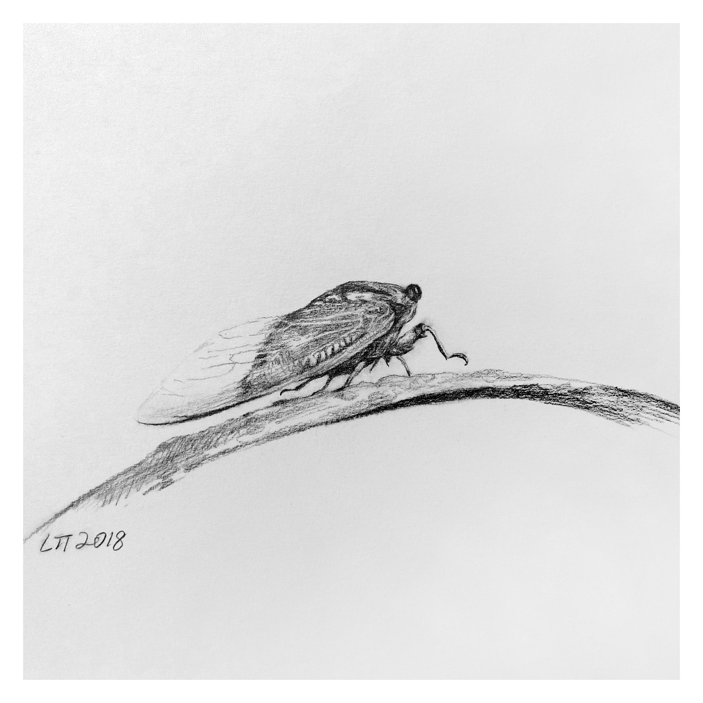 刘婷婷《金蝉》素描