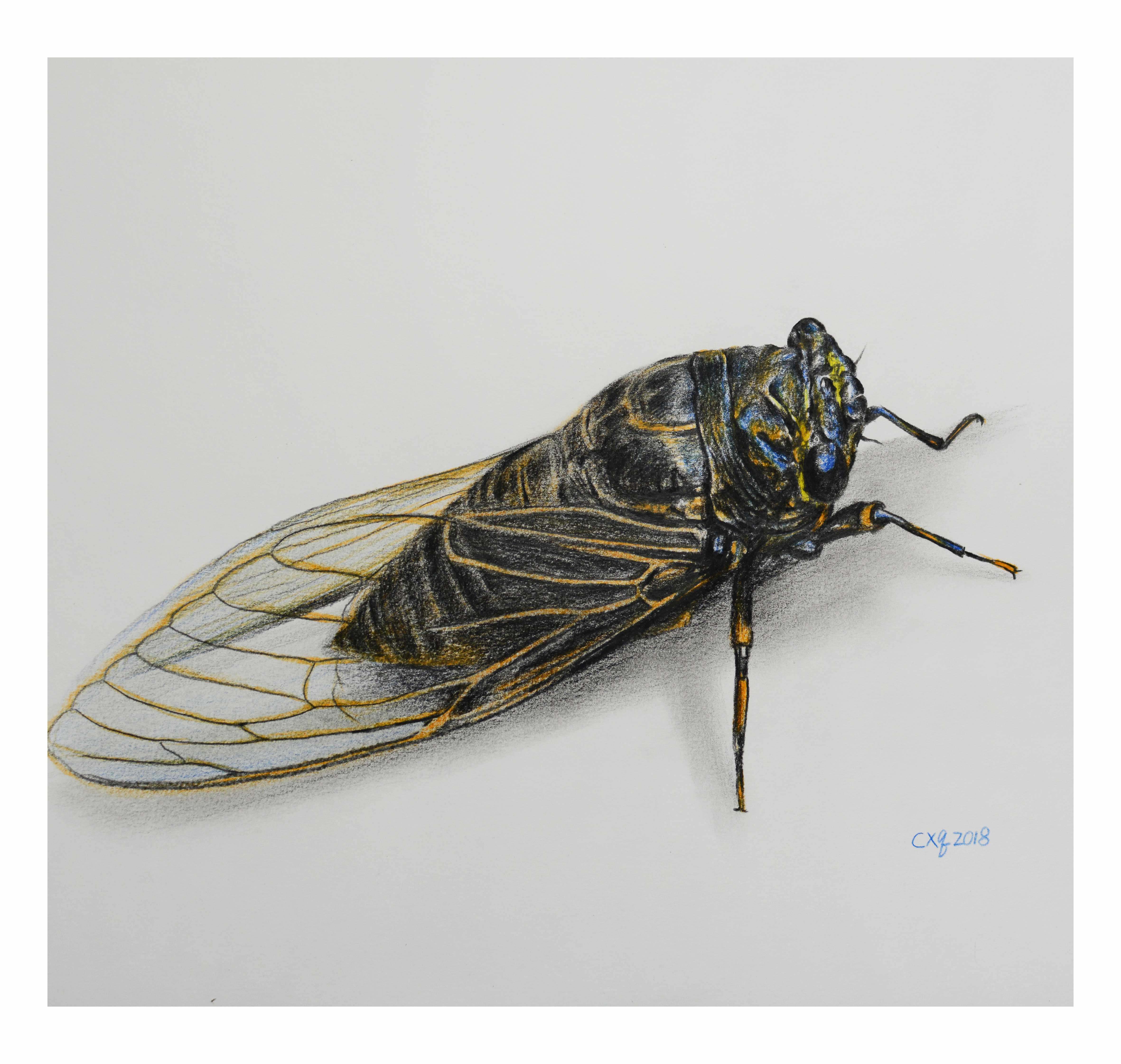 陈晓青《金蝉》素描