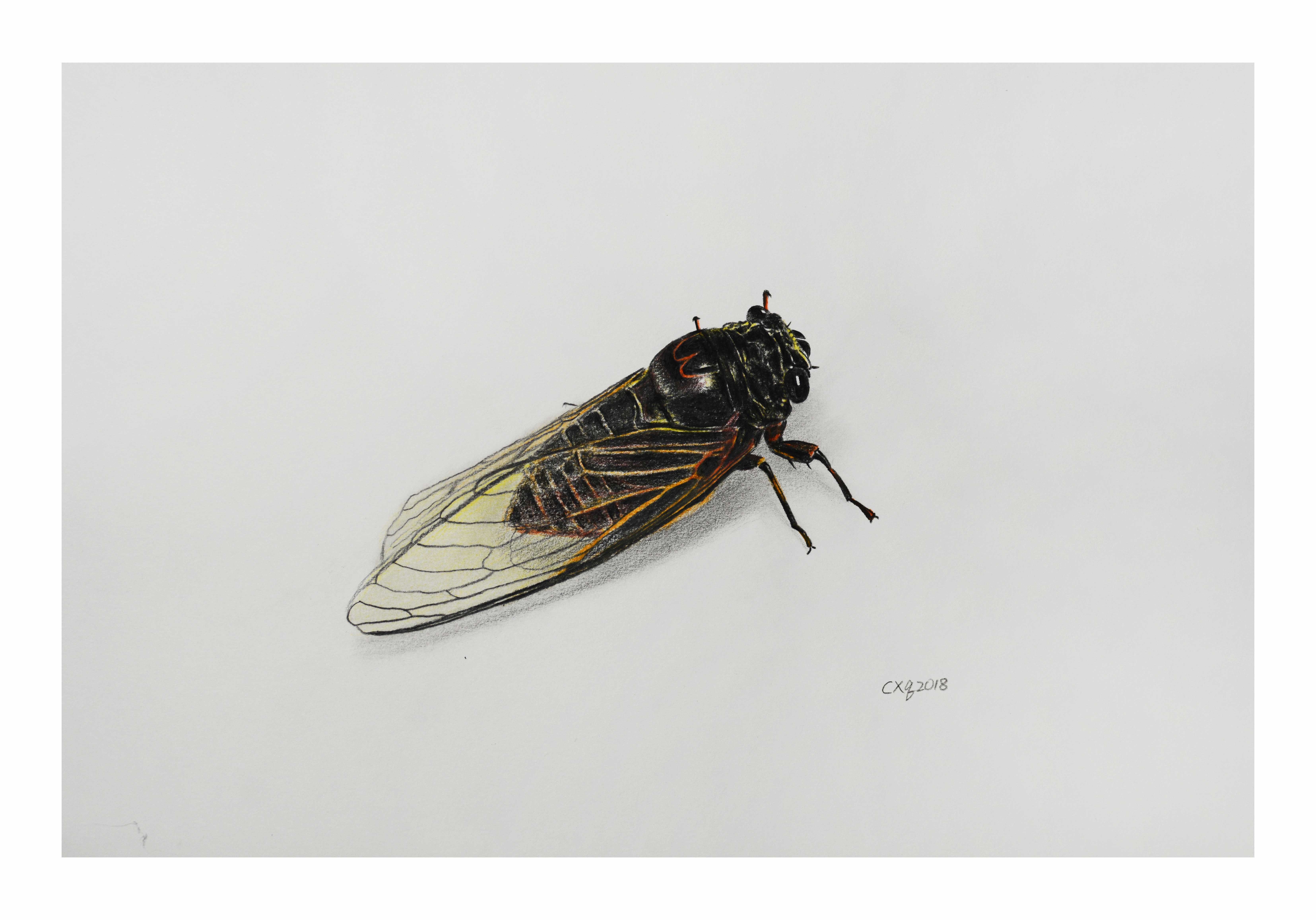 陈晓青《金蝉》素描