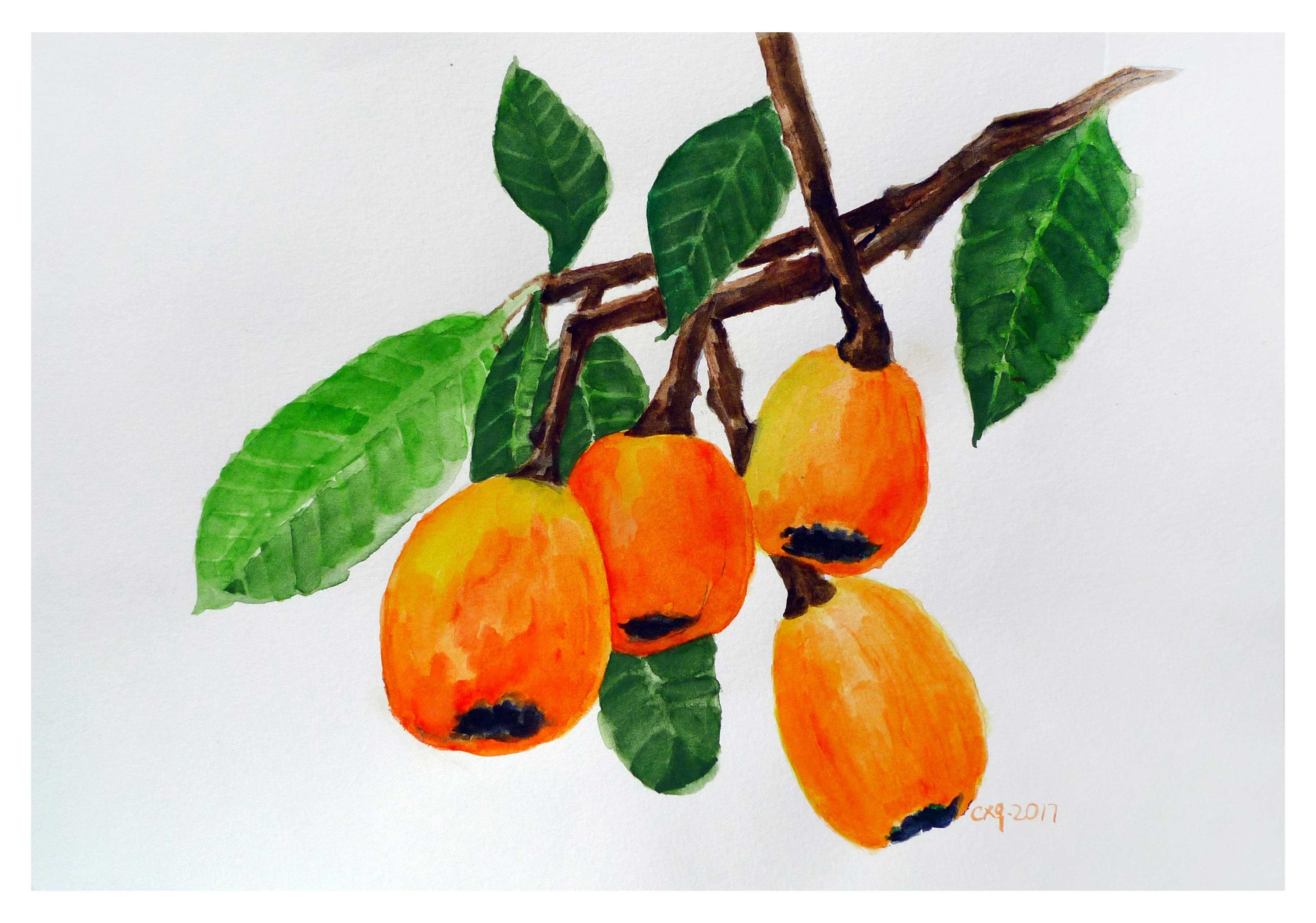 陈晓青《枇杷》水彩