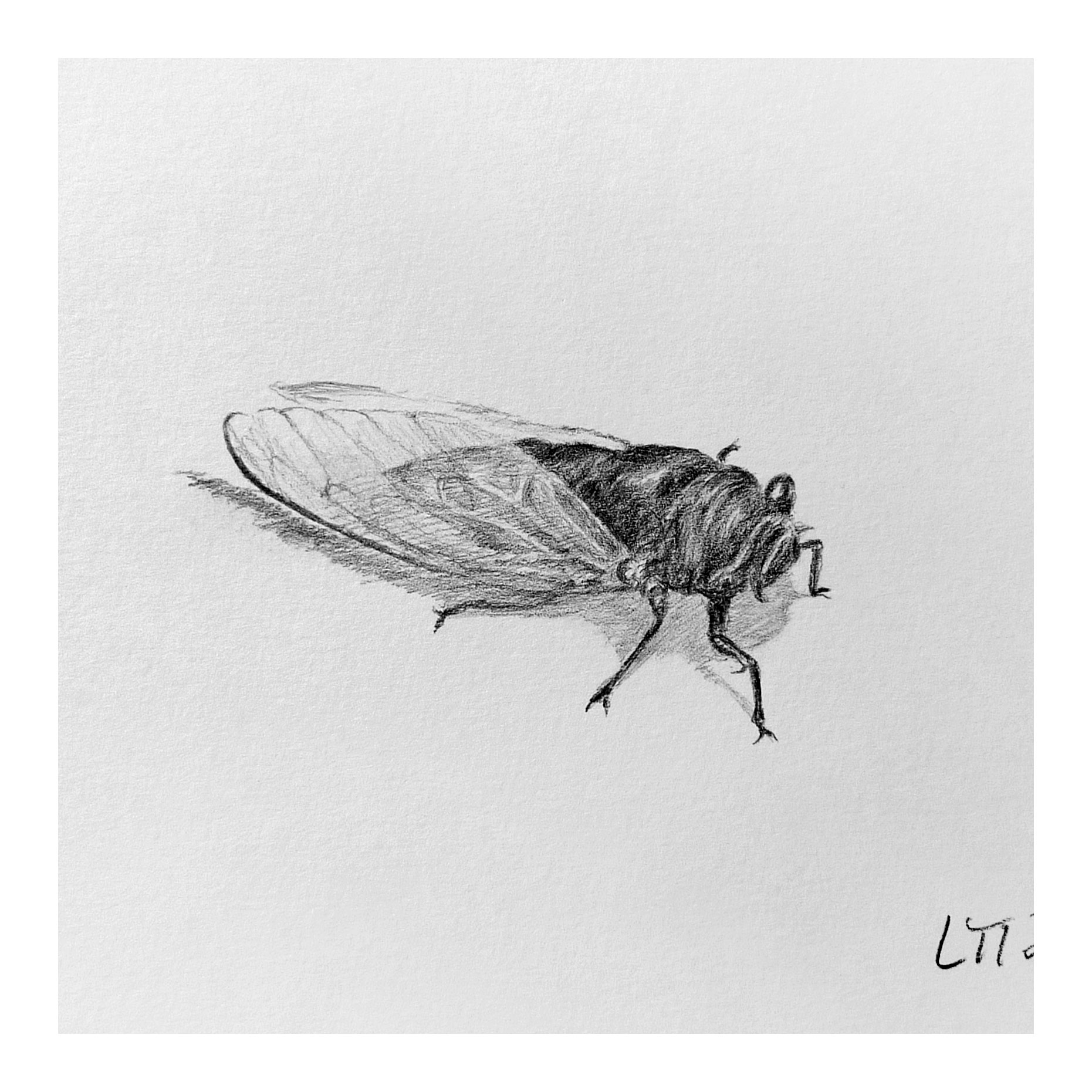 刘婷婷《金蝉》素描