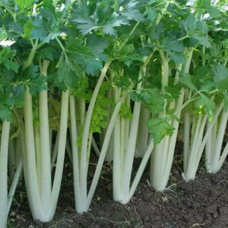 新鲜白杆芹菜3斤四川现采蔬菜叶菜嫩青菜农家特产品