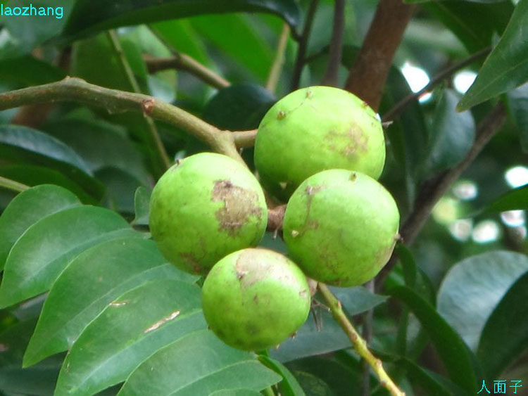 直销名贵人面子树苗别墅庭院南方绿化树仁面子果树工程专用树易活