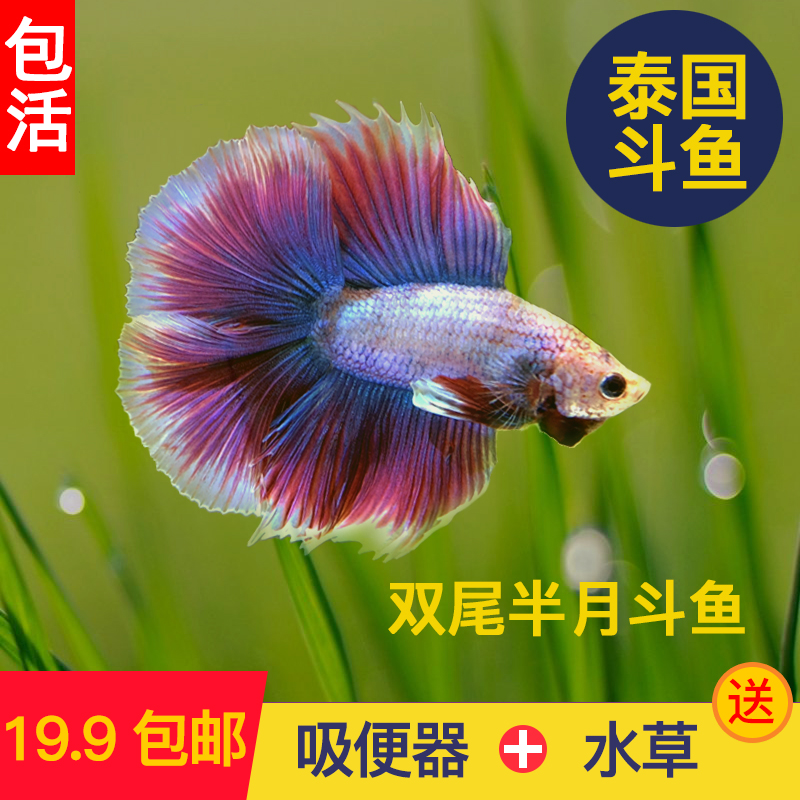 泰國鬥魚活體雙尾半月公母繁殖配對小型熱帶觀賞魚耐活好易養包郵在類目 寵物/寵物食品及用品, 水族世界, 魚中 - 來自Buy2taobao.com提供專業的淘寶代購服務
