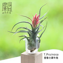 空气凤梨 无土植物 普鲁士犀牛角 Tillandsia pruinosa 空凤来仪