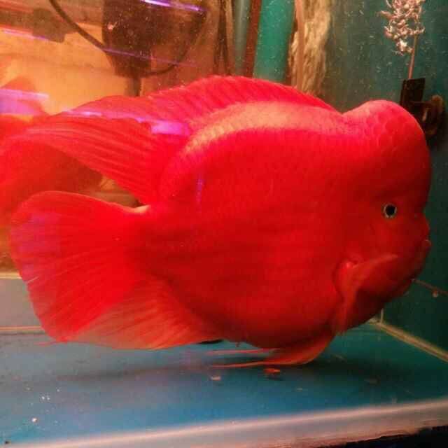 发财鱼 红财神 元宝鱼 热带鱼 淡水鱼 观赏鱼活体