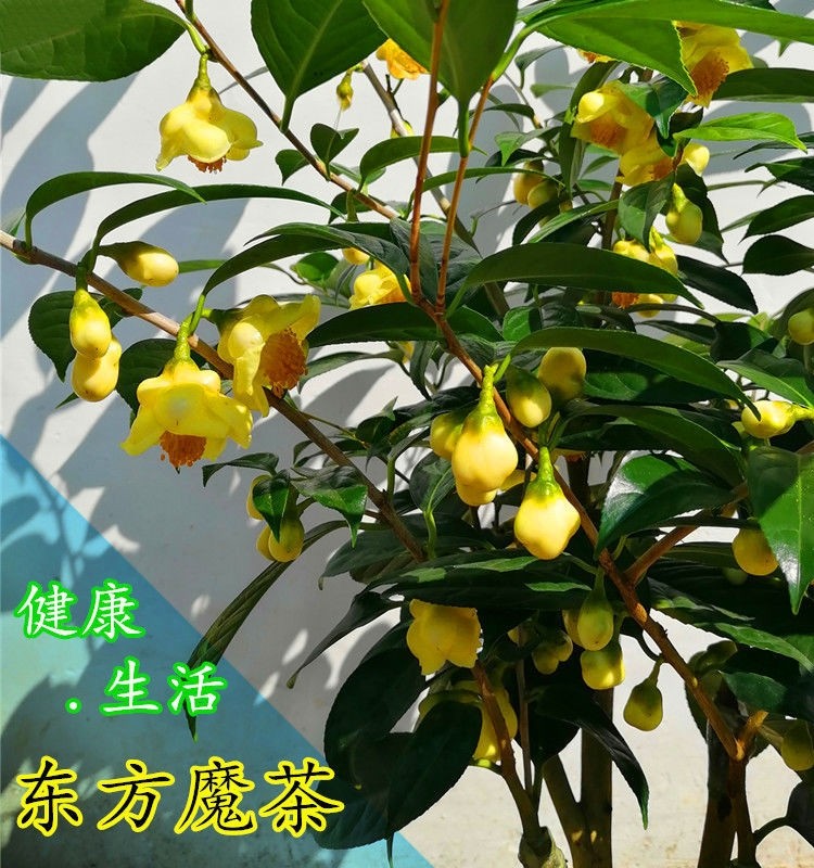 名贵广西防城港原生金花茶黄金茶树山茶花树苗庭院带花苞木本花卉