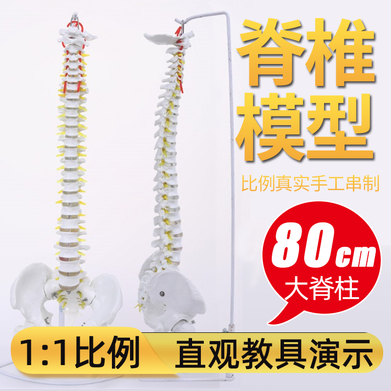 Spine Model human body teaching Demo 11 proportion Bonesetting massage Practice 80cm Teaching aids auxiliary study cervical vertebrain the OTC Drug/Medical Devices/Planning supplies , Health supplies , Massage equipment category - from Buy2taobao.com to provide professional Taobao agent buy service