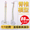 脊柱模型人体教学演示1:1比例正骨按摩练习80cm教具辅助学习颈椎 脊柱模型人体教学演示1:1比例正骨按摩练习80cm教具辅助学习颈椎