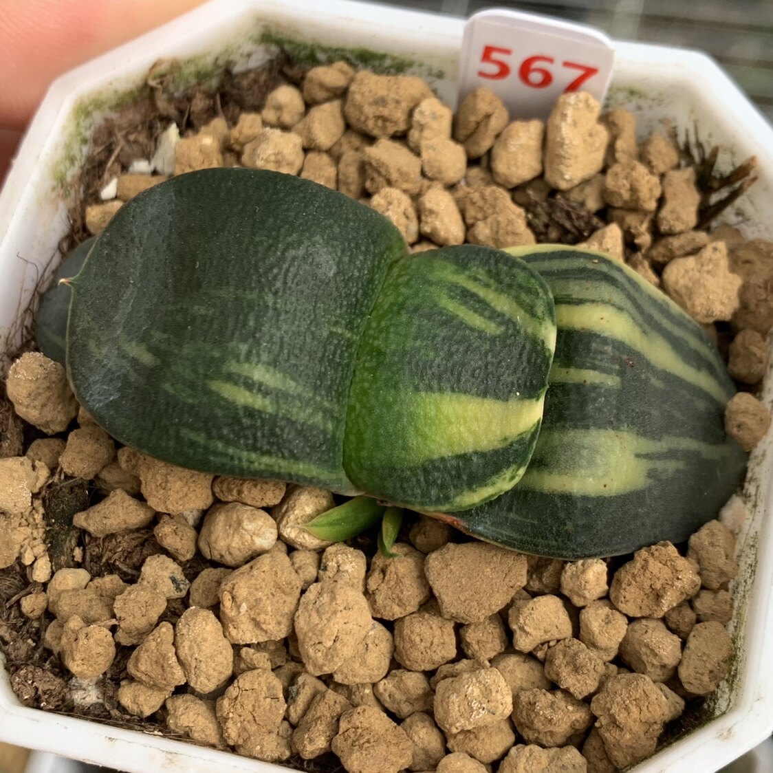 567号军配卧牛锦带侧芽一物一拍带盆发货多肉植物