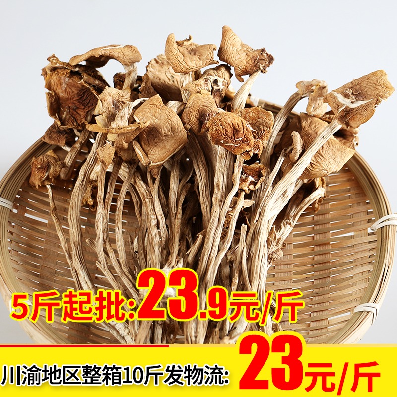 福建古田特产茶树菇干货500g开伞茶薪菇食用菌冰菇苞当年新货|msdalam kategori beras/Utara-Selatan barangan kering/perasa, Utara-Selatan barangan kering/daging Kering, kering/Native, kelas cendawan - dari Buy2taobao.com untuk memberikan perkhidmatan ejen Taobao profesional membeli