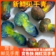 见手青新鲜红葱牛肝菌云南山珍红葱牛肝菌野生菌云南菌子空运菌子