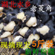 老菱角5斤 湖北特产二角黑壳菱角个大粉糯新鲜非洪湖野生菱包邮