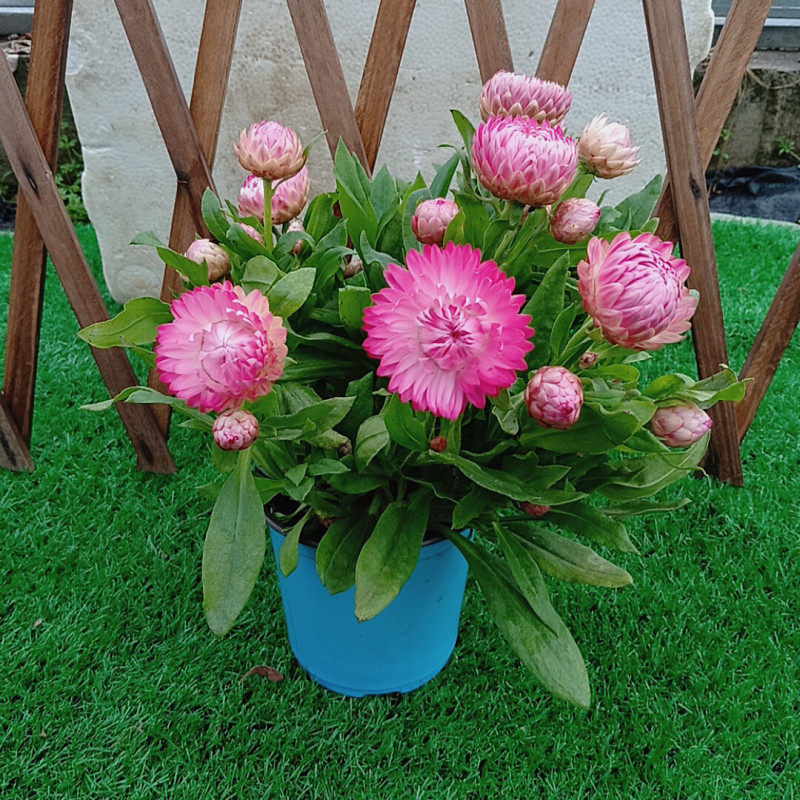 菊花盆栽带花冬季_蜡菊盆栽麦秆菊花苗宿根多年生阳台庭院冬季耐寒