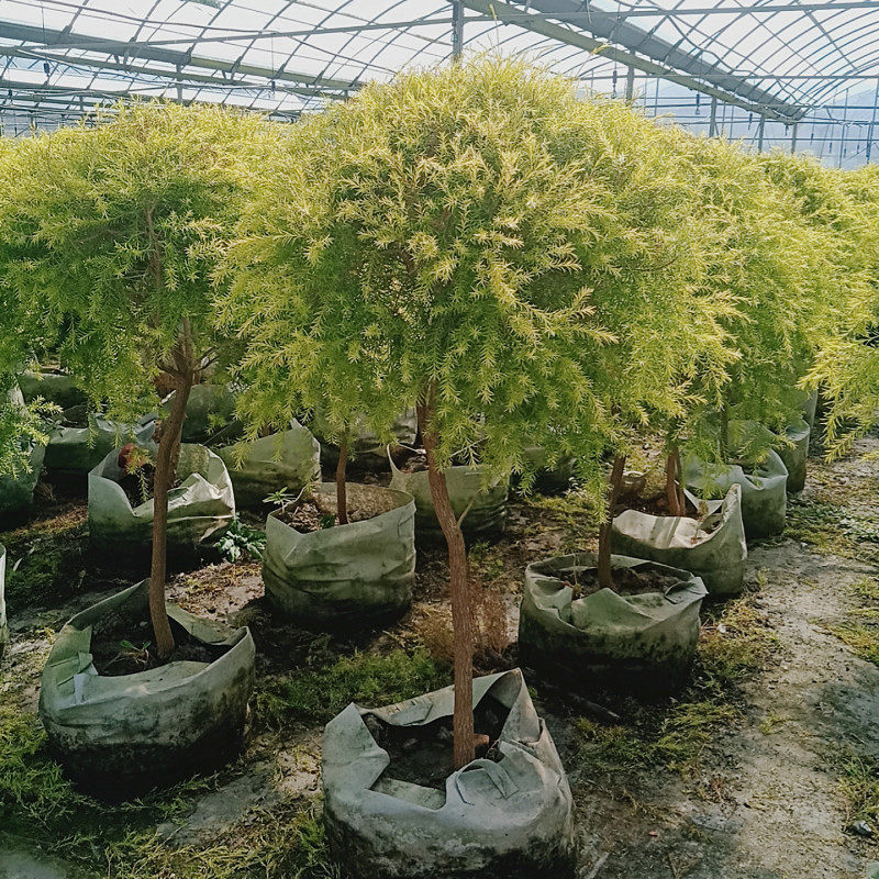 黄金香柳盆栽棒棒糖阳台花镜绿化植物千层金多年生四季常青木本