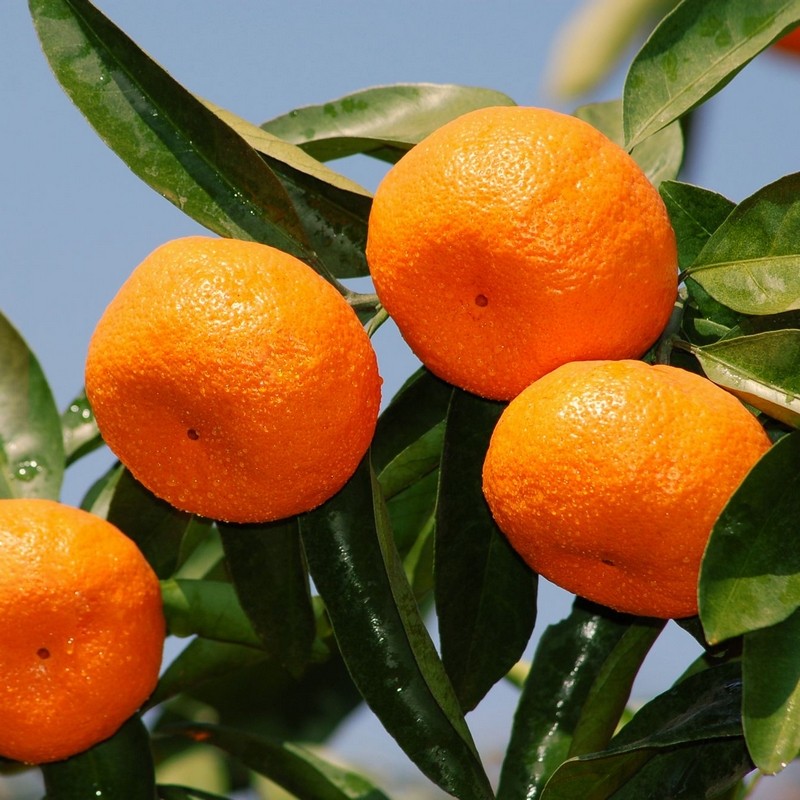 雪峰蜜桔新鲜桔子5斤包邮现摘现发 青皮桔子水果非临海涌泉蜜桔