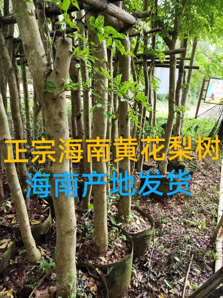 名贵非常少了树苗正宗海南黄花梨树油梨树苗红木降香黄檀树木小树大树