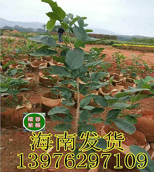 名贵树苗正宗檀香紫檀苗树苗大小叶紫檀苗 紫檀树苗印度紫檀檀香_不