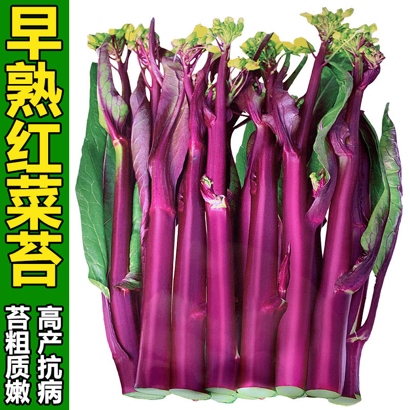 红菜苔种子紫红菜苔菜心蔬莱孑农家阳台清甜菜种四季南方冬季种植