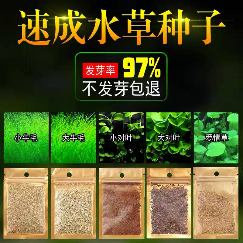 鱼缸水草种子淡水速成活体草植物鱼缸造景装饰懒人净化水质的种籽