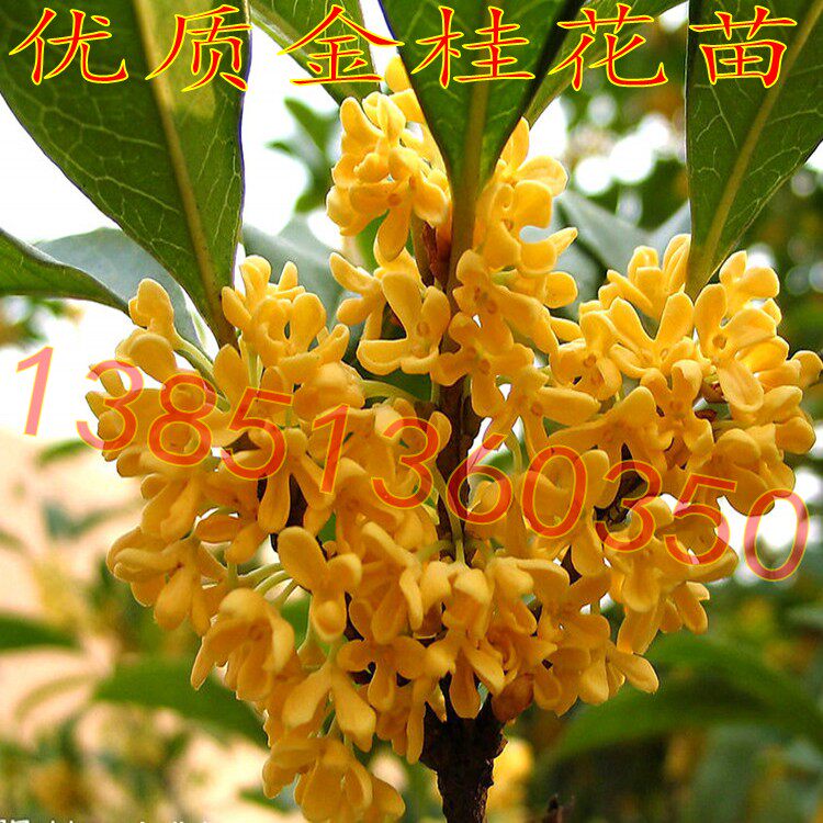 金桂花树苗大额优惠券