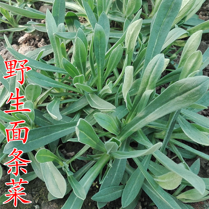农家野生面条菜种子叶菜野菜种籽抗寒春四季露地菜园