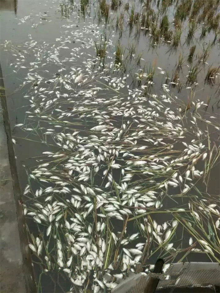 鱼塘养殖户水产专用清塘剂净全杀型一扫光鱼藤精灭杂鱼虾蟹清塘灵