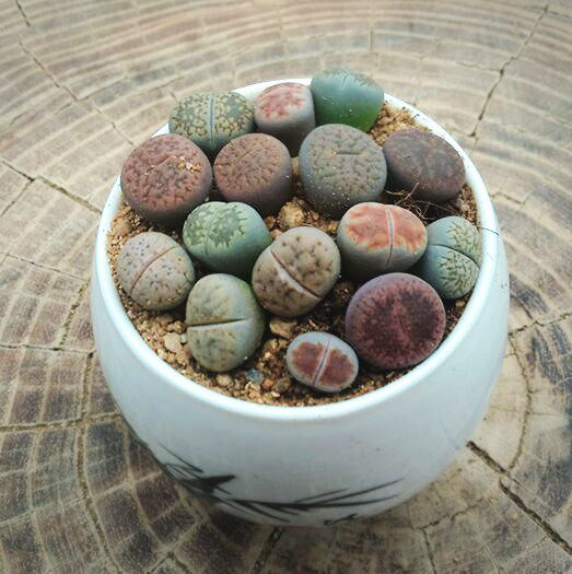 石生花生石花屁室内花卉盆栽绿植盆景多肉植物多肉植物