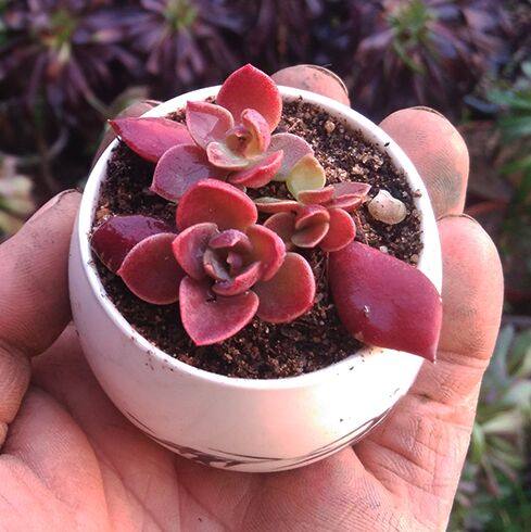 因地卡 状态极好多肉植物 满就包邮  品相佳 防辐射办公室绿植