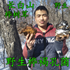 Changbai Mountains wild wild Tree mushroom 500 gram Changbai Mountains wild wild Tree mushroom 500 gram