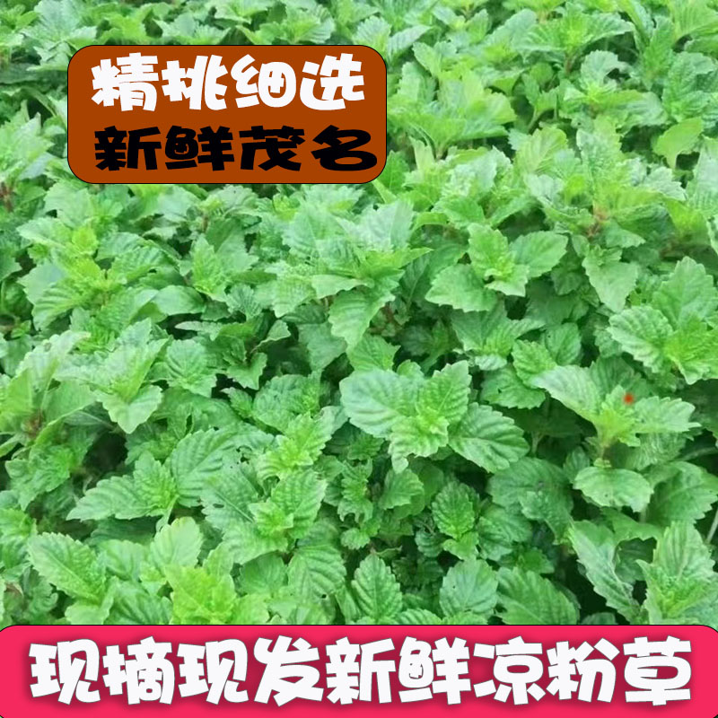 广东茂名化州新鲜凉粉草绿凉粉草烧仙草仙人草甜品制作原料送教程